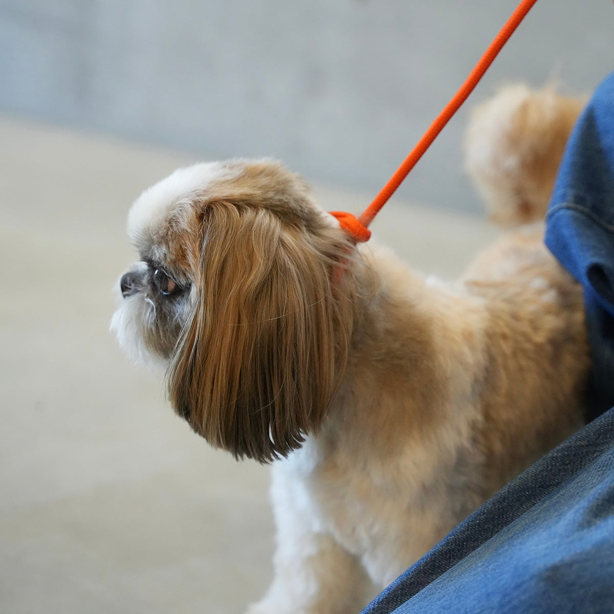 2WAY SHOULDER LEASH